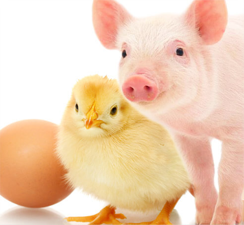 linea avicola porcicola basic farm