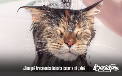 ¿Con qué frecuencia debería bañar a mi gato?