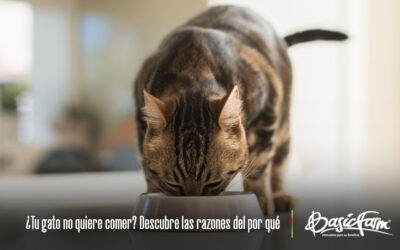 ¿Tu gato no quiere comer? Descubre las razones del por qué