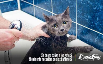 ¿Es bueno bañar a los gatos?