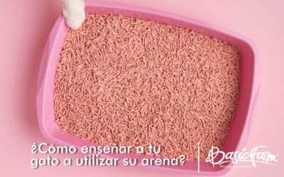 ¿Cómo enseñar a tu gato a utilizar su arena?