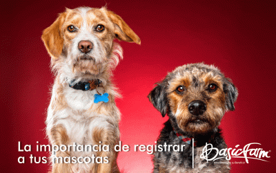 La importancia de registrar a tus mascotas