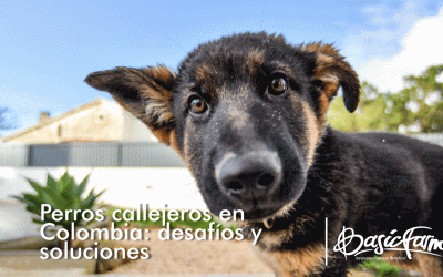 Perros callejeros en Colombia: desafíos y soluciones