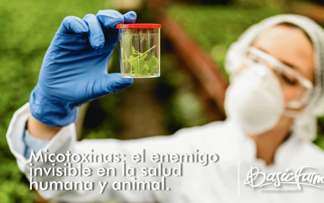 Micotoxinas: el enemigo invisible en la salud humana y animal