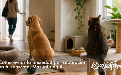 Cómo evitar la ansiedad por separación en tu mascota