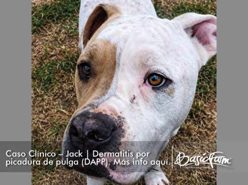 Dermatitis alérgica por pulga en un canino, raza Pitbull de 1 año y 11 meses de edad.